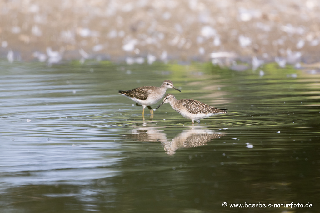 Bruchwasserläufer