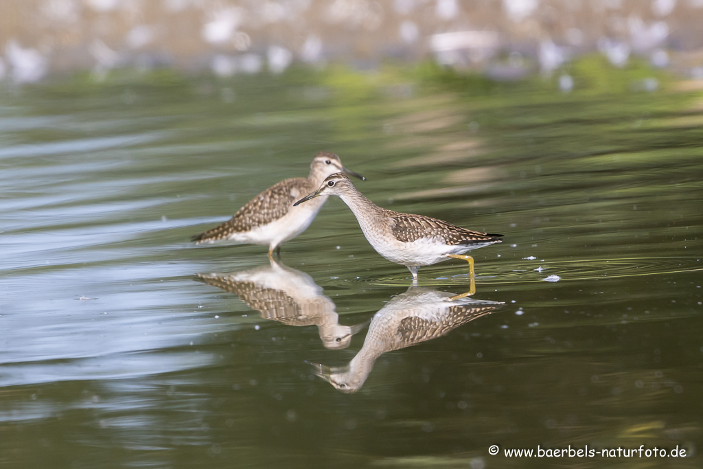 Bruchwasserläufer