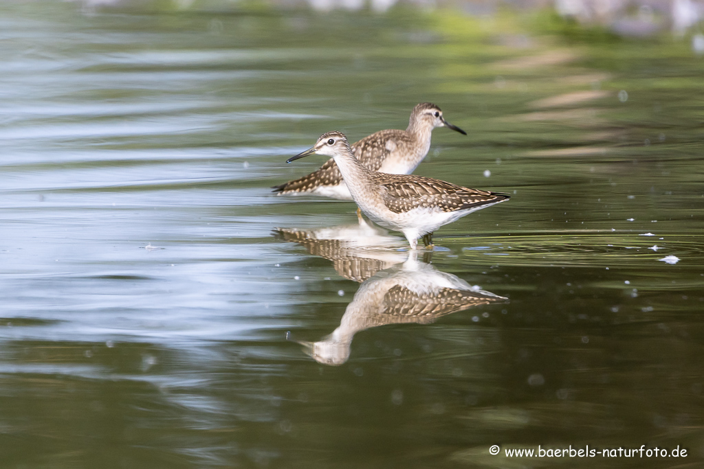 Bruchwasserläufer