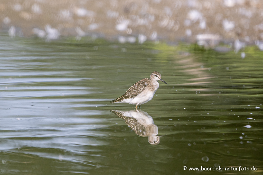 Bruchwasserläufer