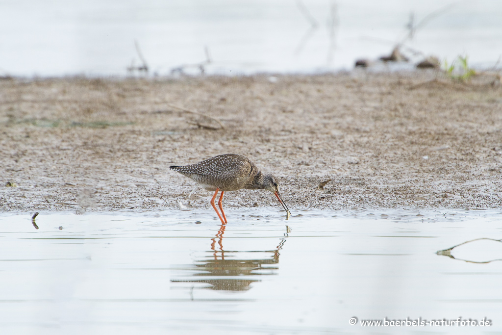 Dunkler Wasserläufer