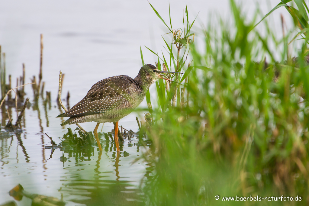 Dunkler Wasserläufer