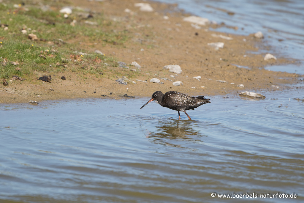 Dunkler Wasserläufer