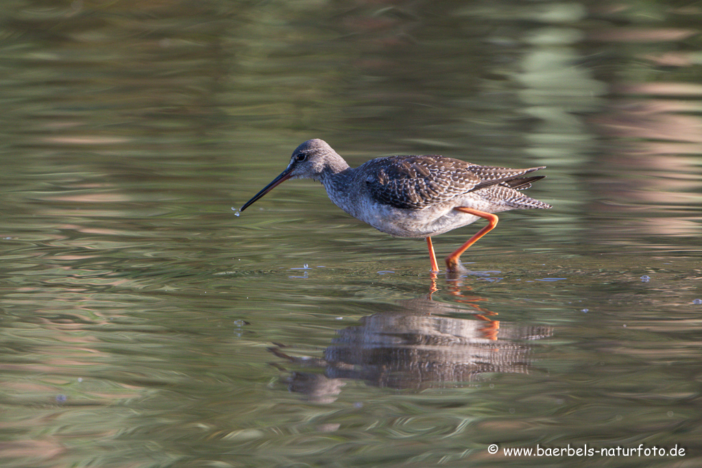 Dunkler Wasserläufer