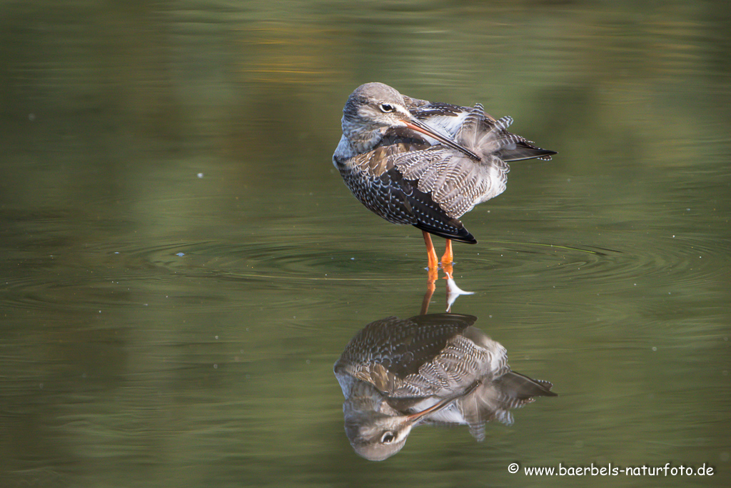 Dunkler Wasserläufer