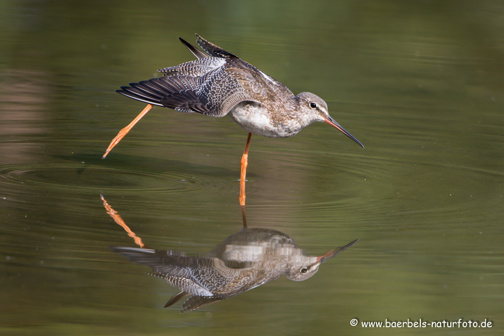 Dunkler Wasserläufer