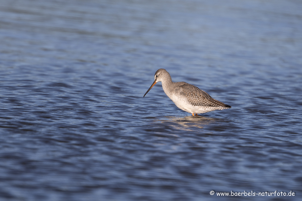 Dunkler Wasserläufer