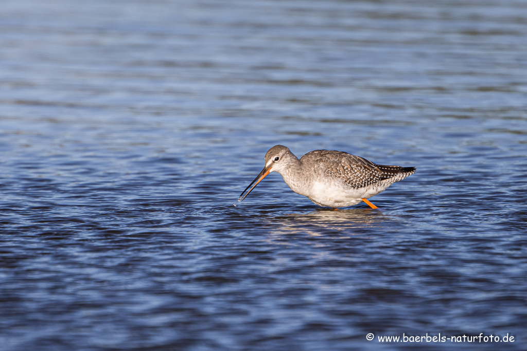 Dunkler Wasserläufer