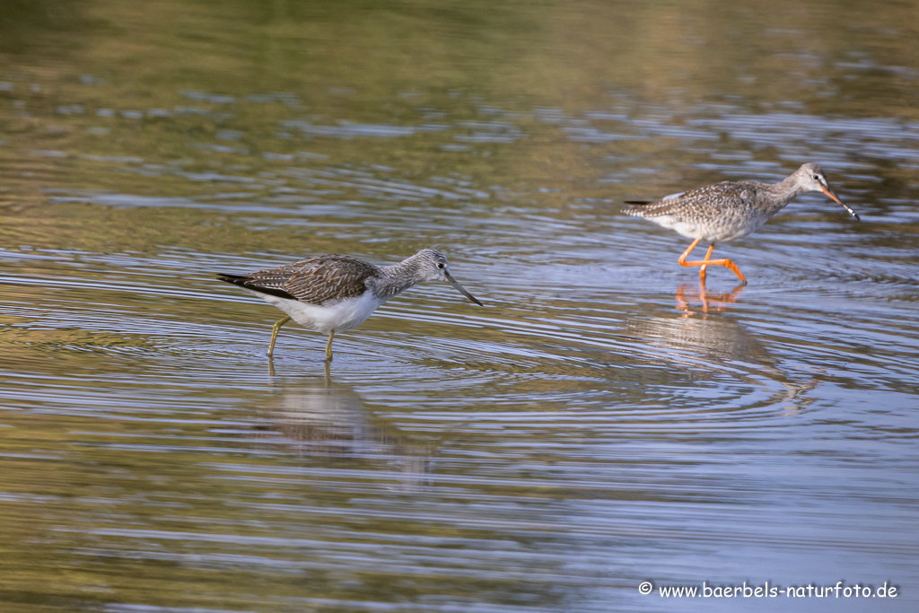 Dunkler Wasserläufer