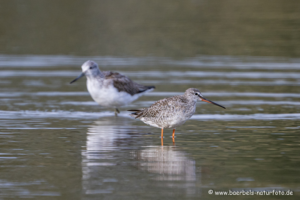 Dunkler Wasserläufer