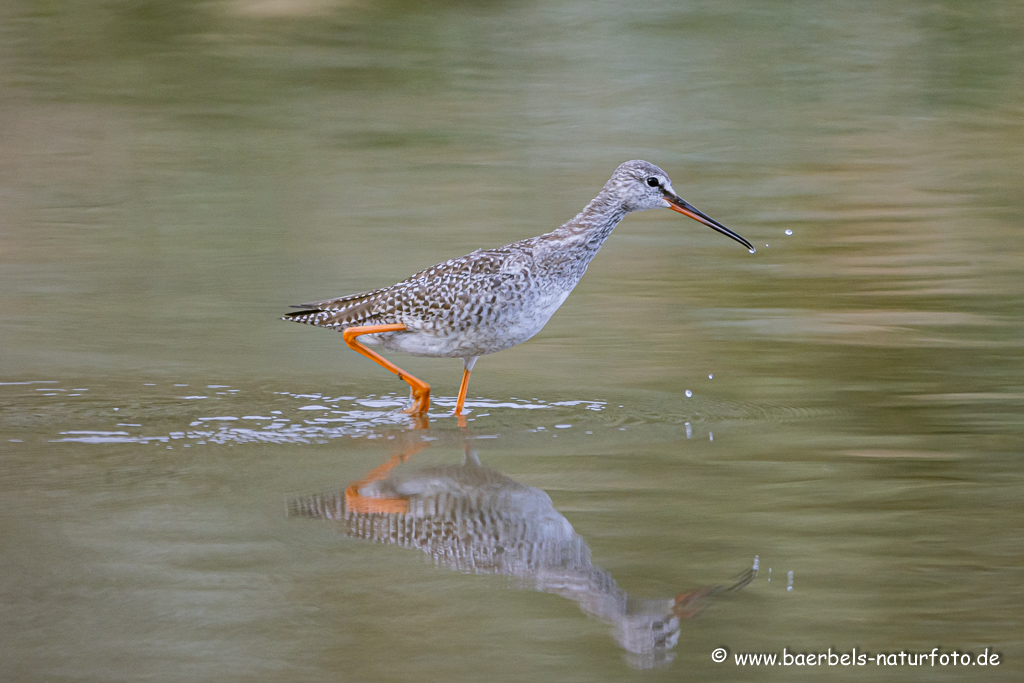 Dunkler Wasserläufer