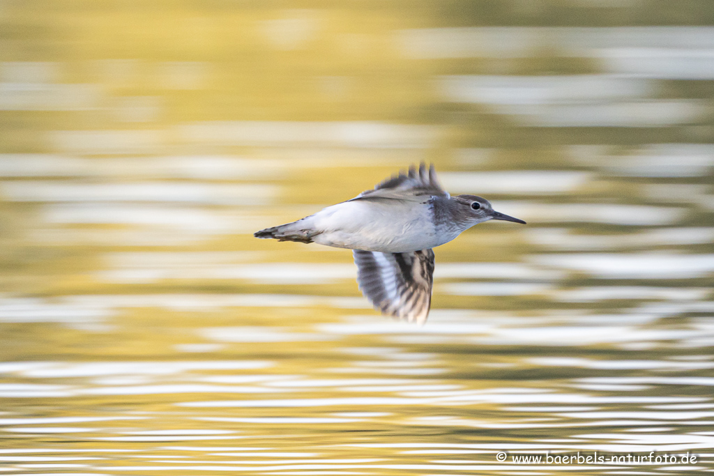 Flussuferläufer