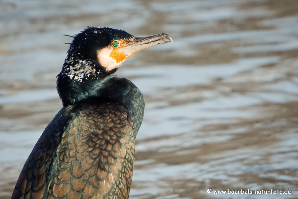 Kormoran