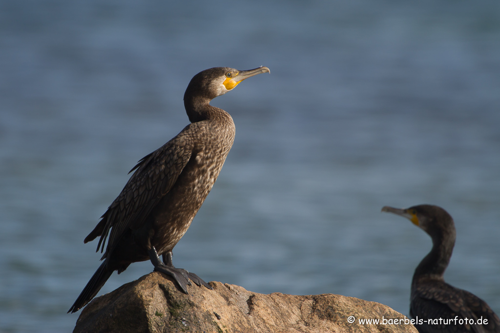 Kormoran