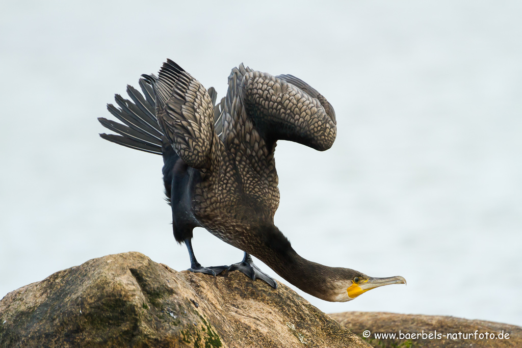 Kormoran