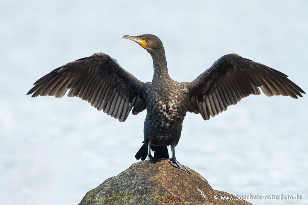 Kormoran