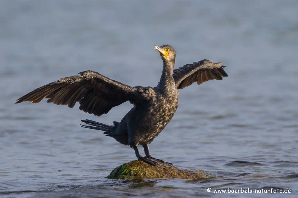 Kormoran