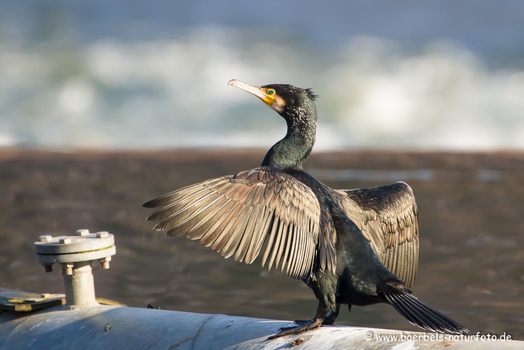 Kormoran