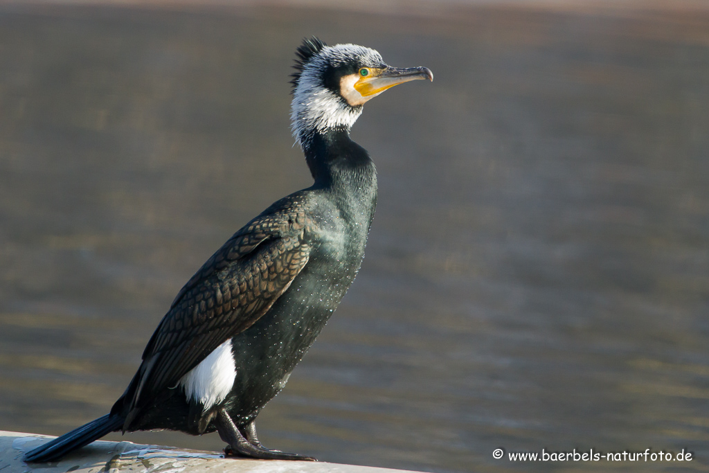 Kormoran