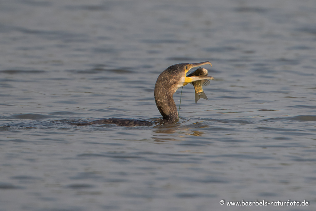 Kormoran