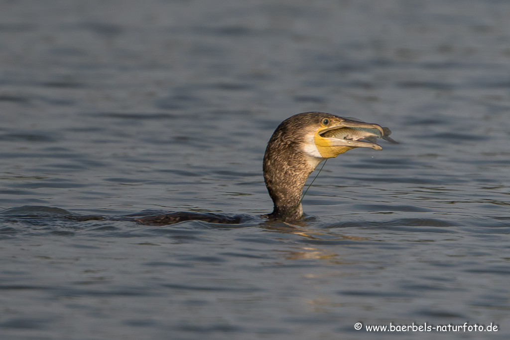 Kormoran