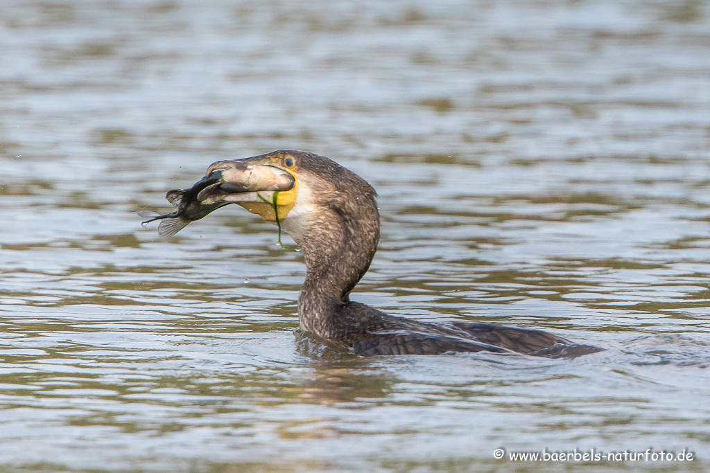 Kormoran