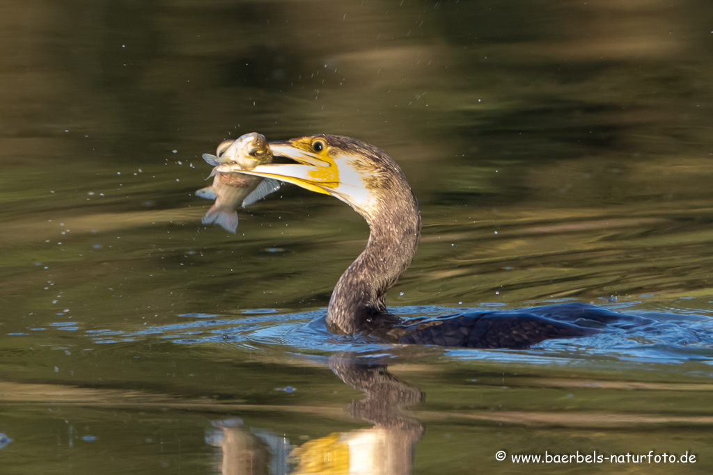 Kormoran