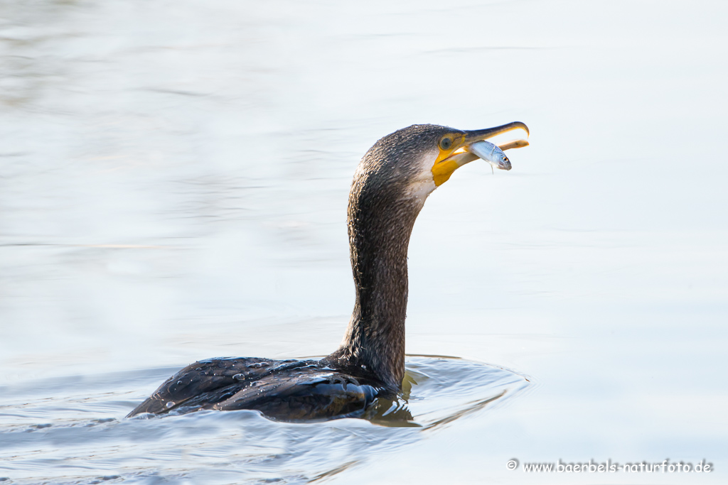 Kormoran