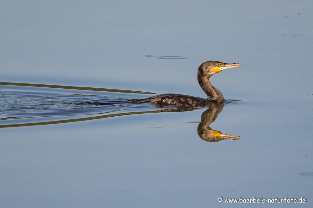 Kormoran