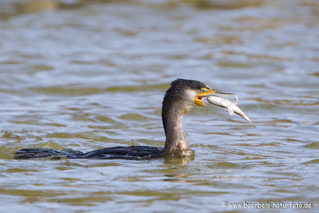 Kormoran