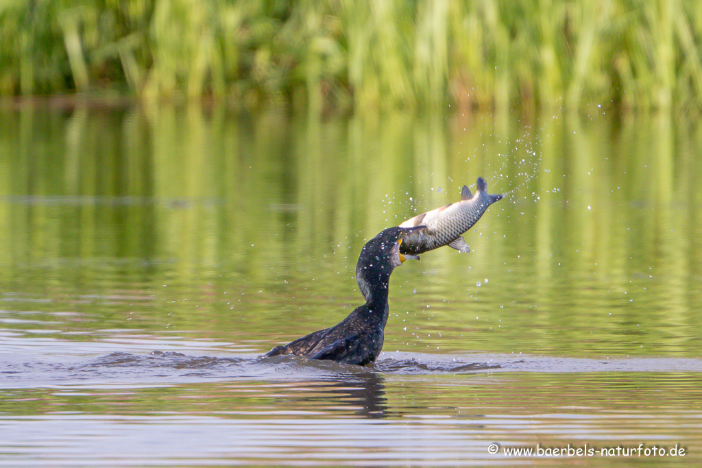 Kormoran