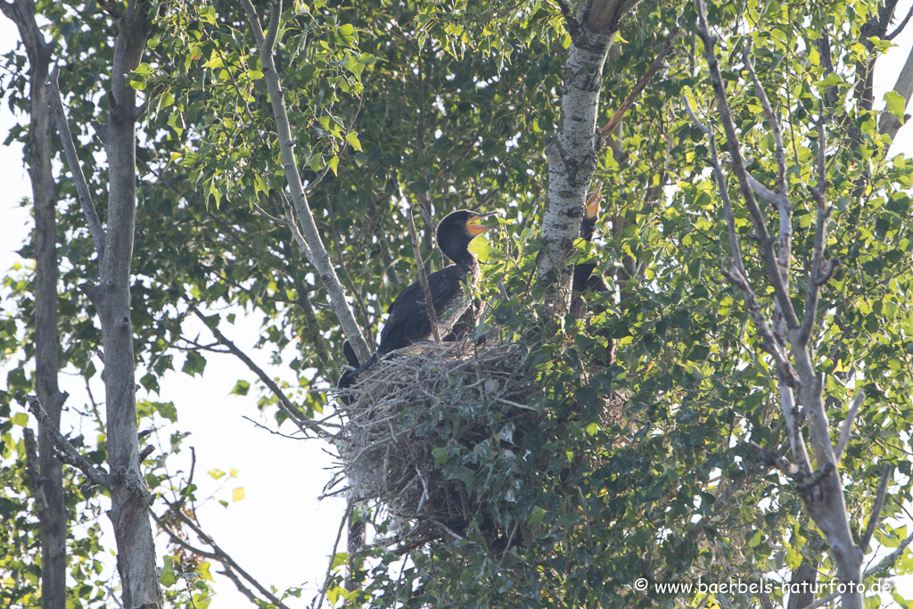 Kormoran