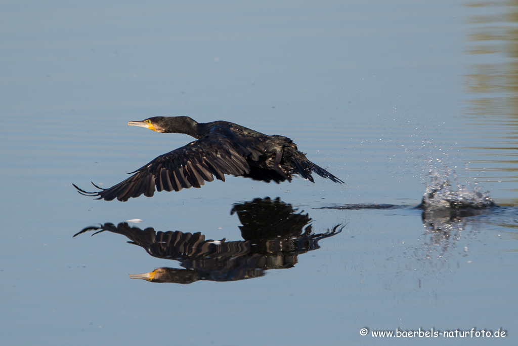 Kormoran