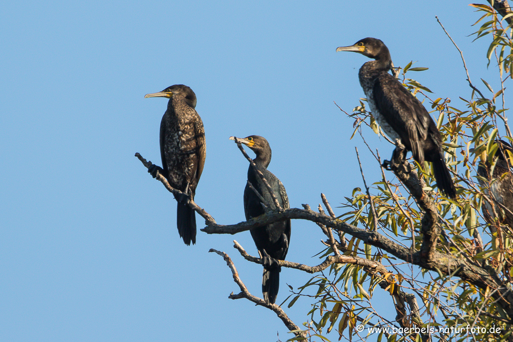 Kormoran