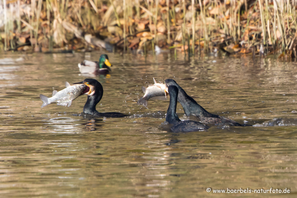 Kormoran