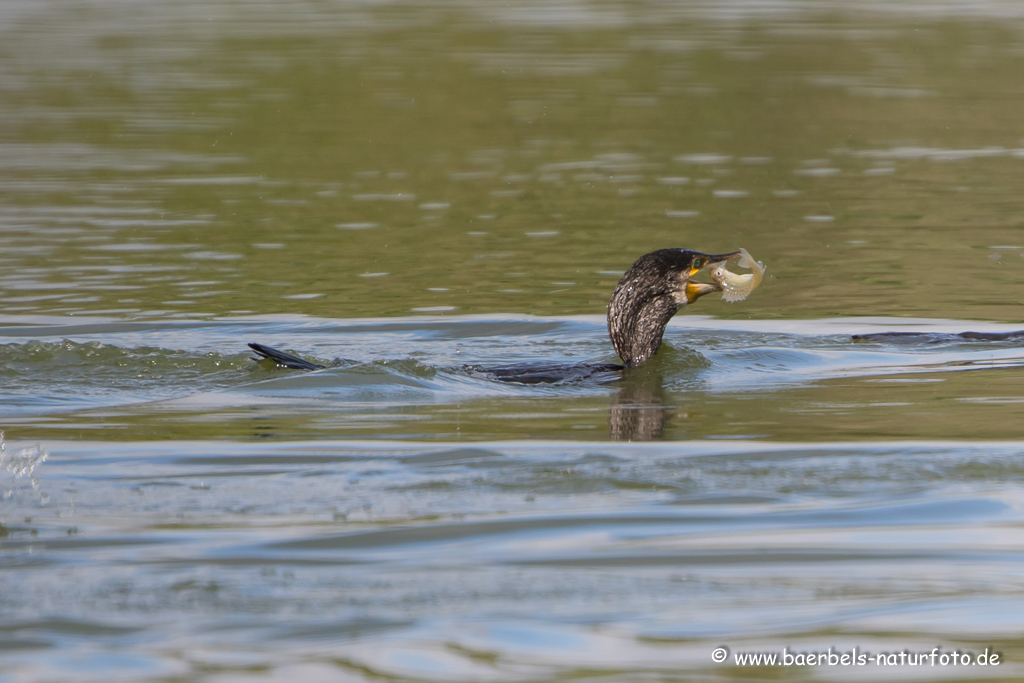 Kormoran