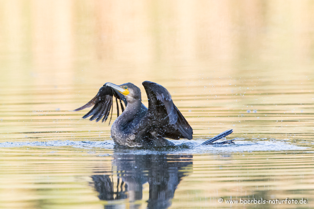 Kormoran