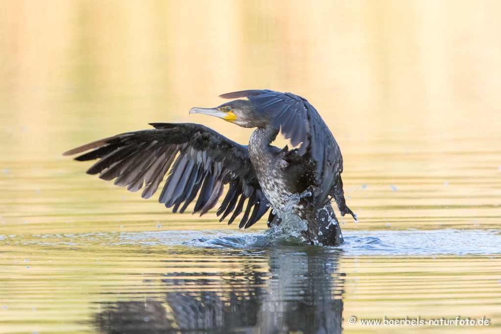 Kormoran