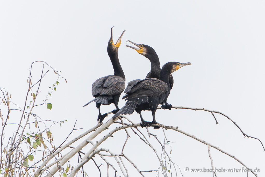 Kormoran