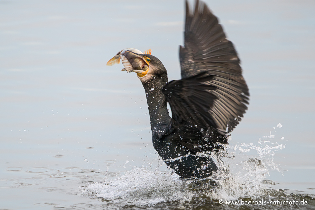 Kormoran