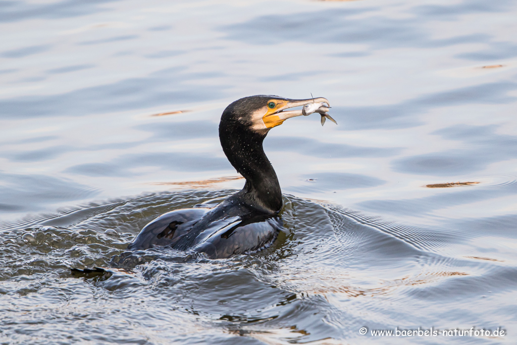 Kormoran