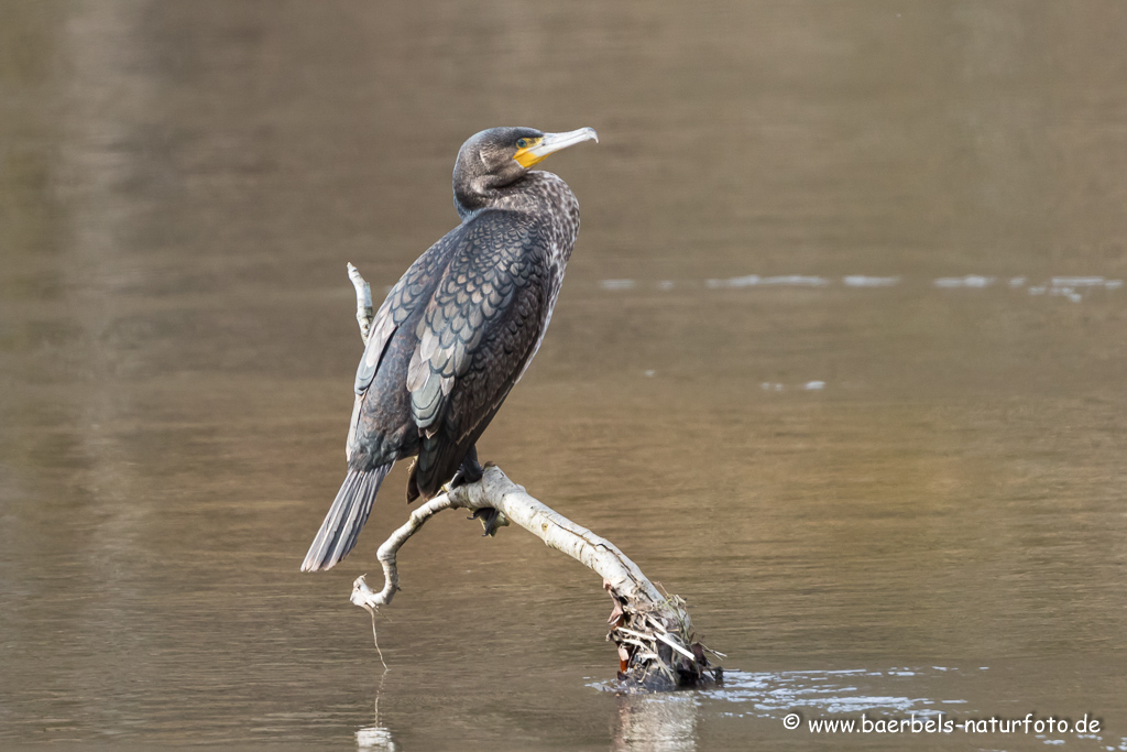 Kormoran