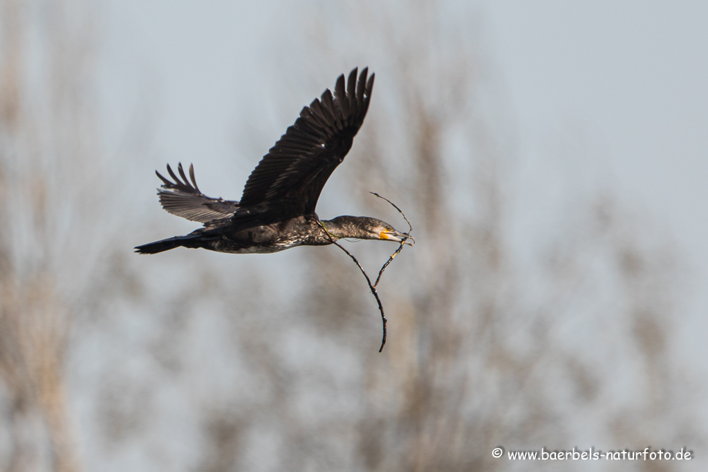 Kormoran