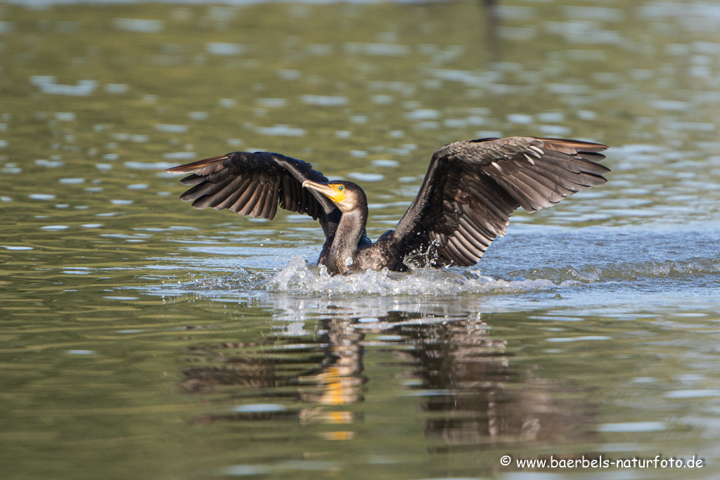 Kormoran