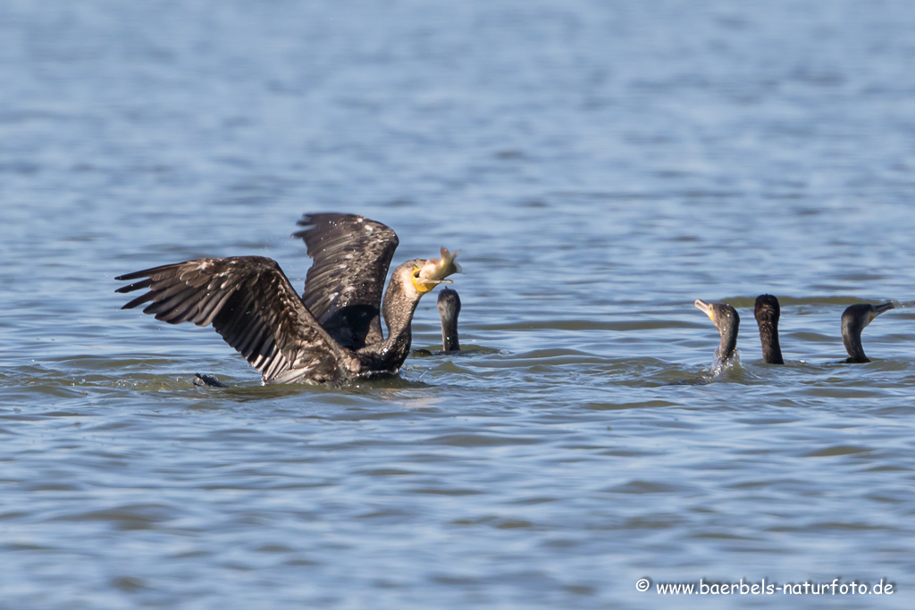 Kormoran