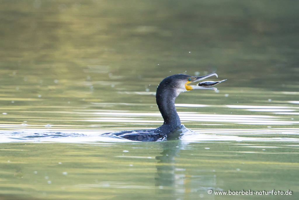 Kormoran