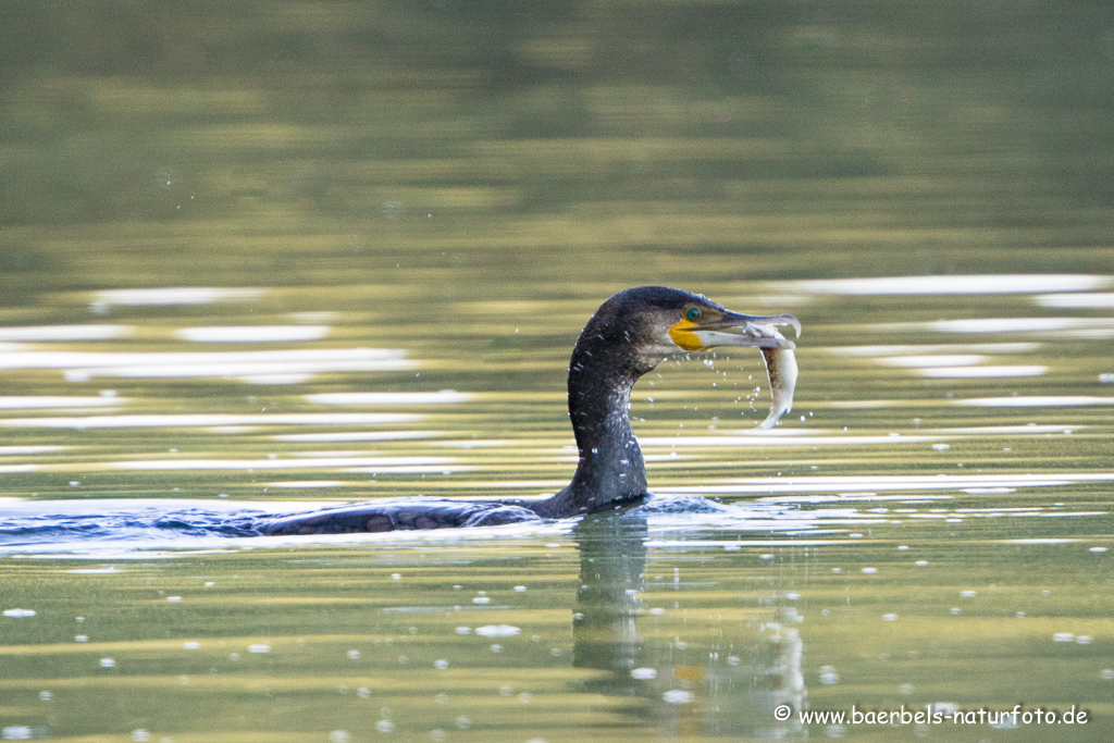 Kormoran