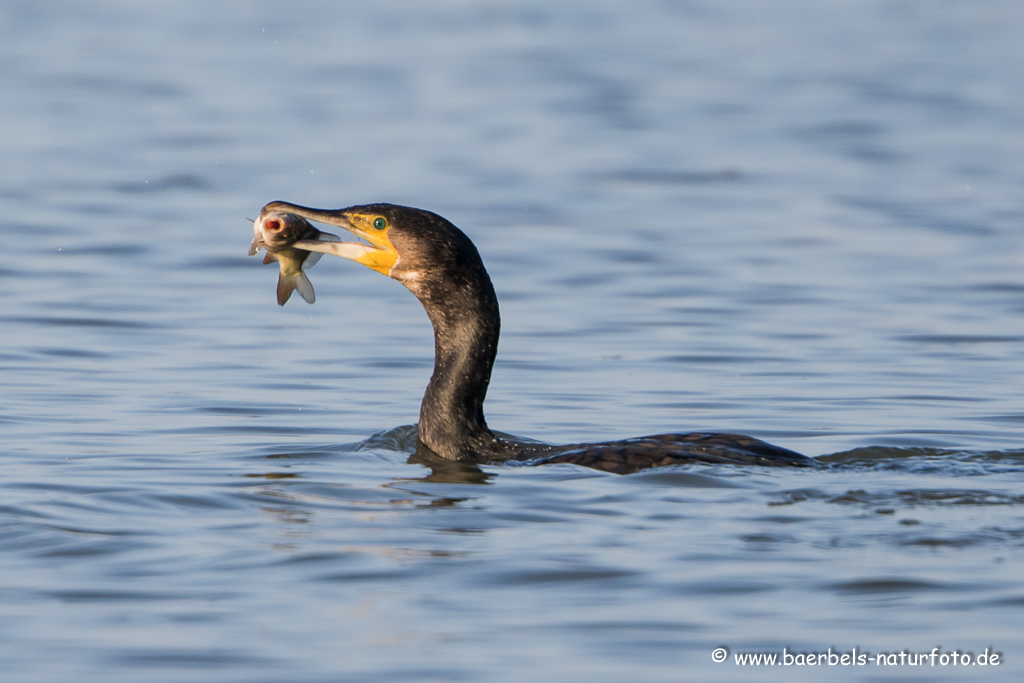 Kormoran