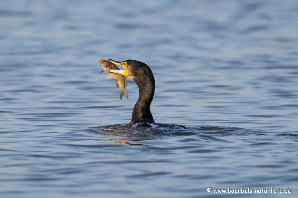 Kormoran