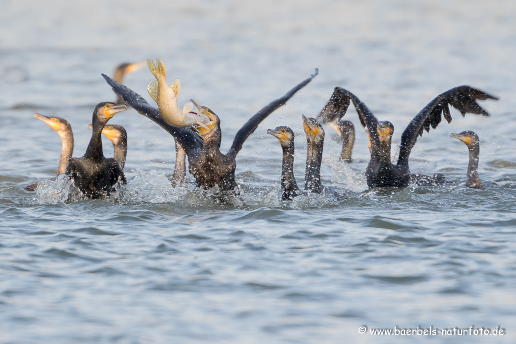 Kormoran